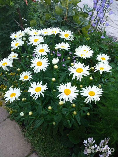 Брунера флокс ромашка