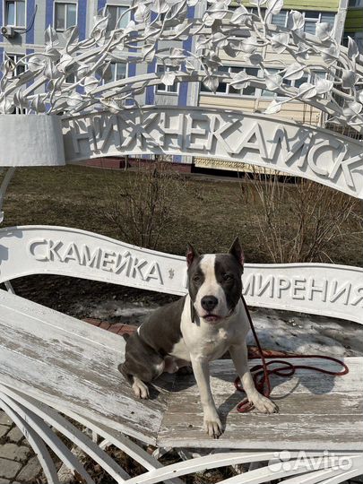 Кинолог эксперт. Оплата за результат. Гарантия