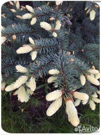 Ель голубая Биалобок