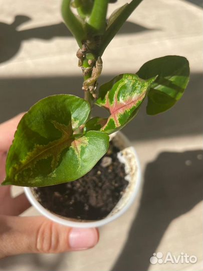 Сингониумы