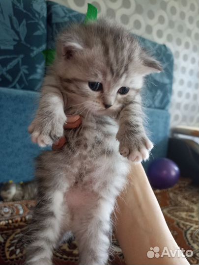 Шотландские котята