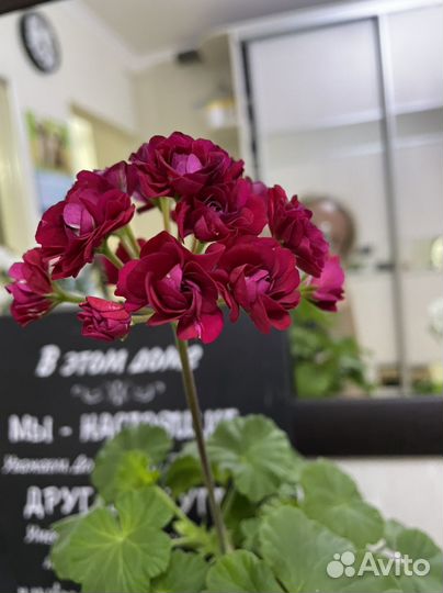 Герань пеларгония набор в горшке