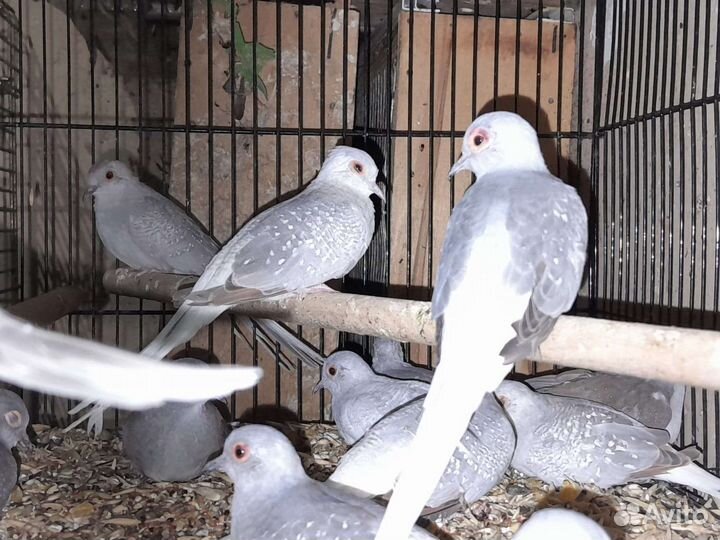 Попугаи,голуби, амадины
