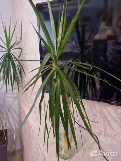 Пальма драцена