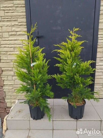 Купрессоципарис лейланда голдрайдер (краснодар)