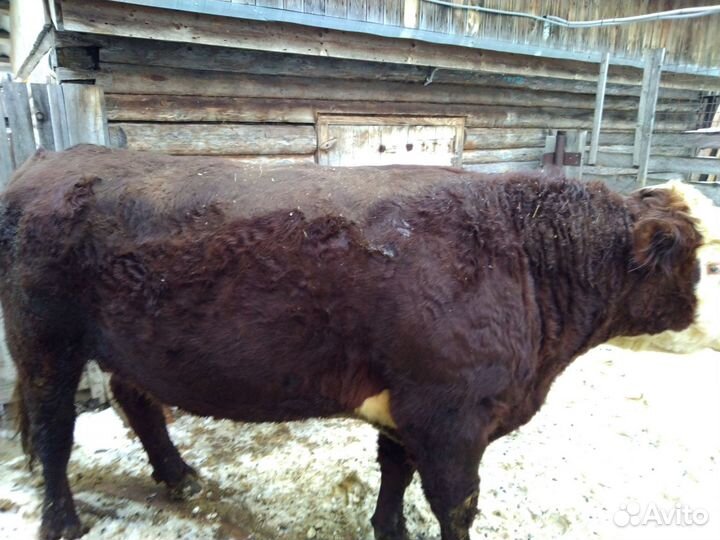 Быки на мясо