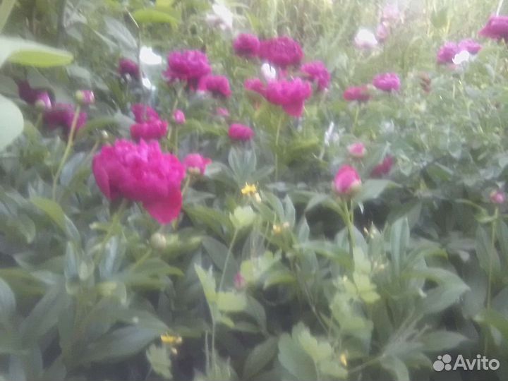 Корни пиона