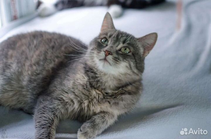 Суперласковая кошка в добрые руки бесплатно