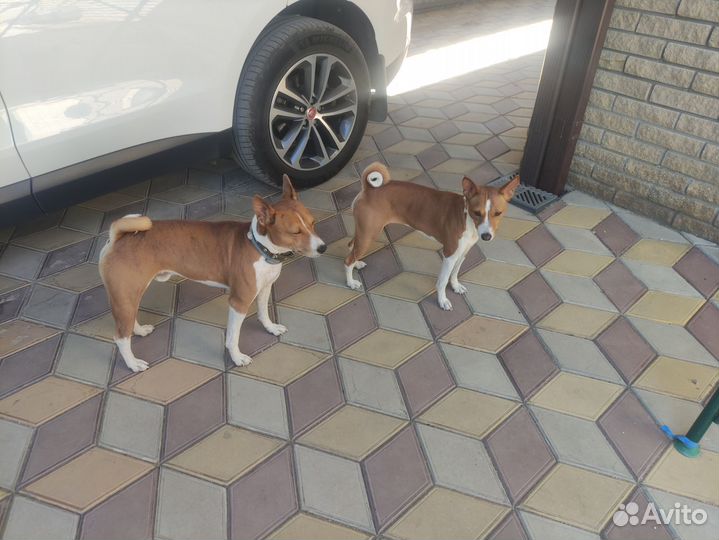 Щенки басенджи