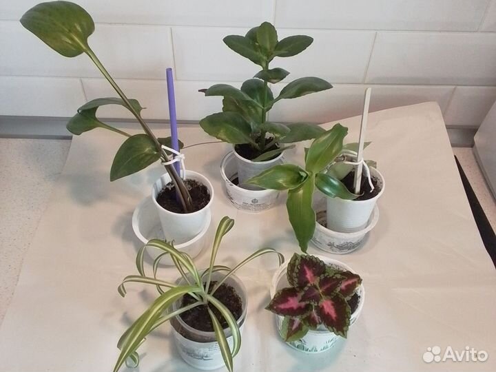 Комнатные цветы доставка бесплатно