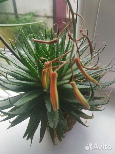 Комнатные/офисные цветы Алое остистое