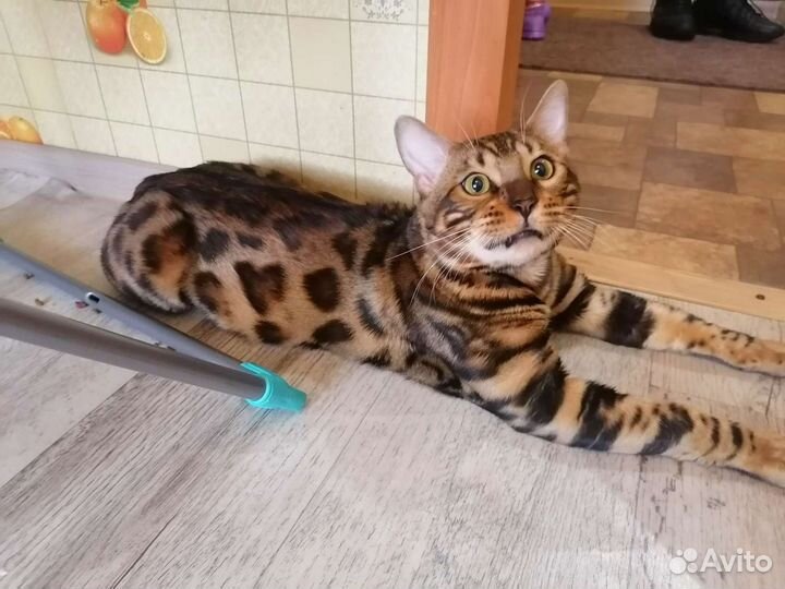 Бенгальский кот