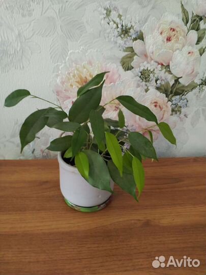 Комнатные цветы