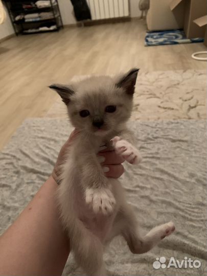 Тайские котята