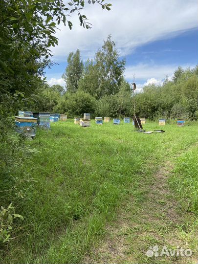 Домашний мёд