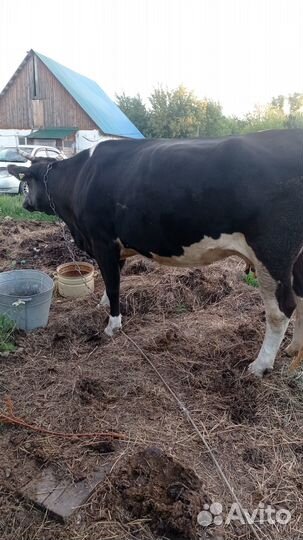 Корова дойная