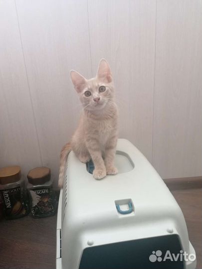 Котята в добрые руки бесплатно