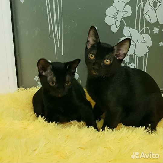 Бомбейские котята