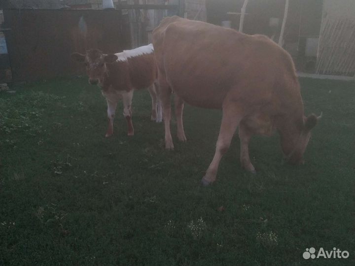 Корова с теленком