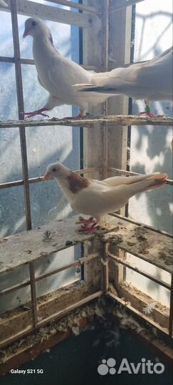Голуби бакинские желтошейки