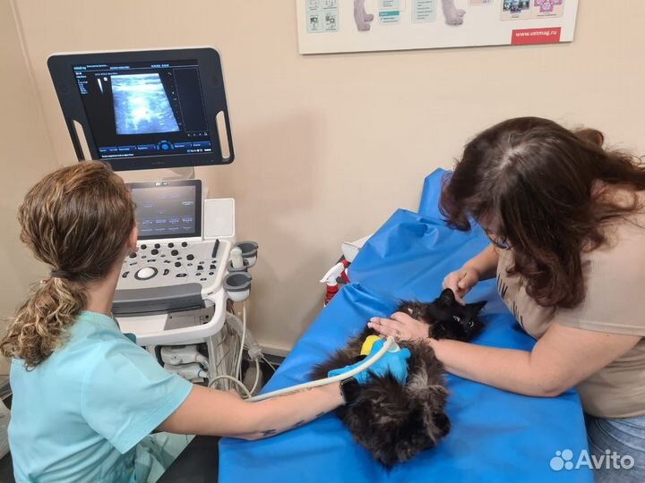 Чипирование собак, кошек, животных