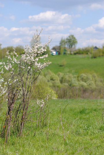 Дом 70 м² на участке 50 сот.