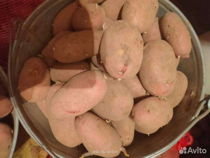 Картофель