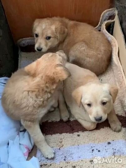 Маленькие щенята ищут приют