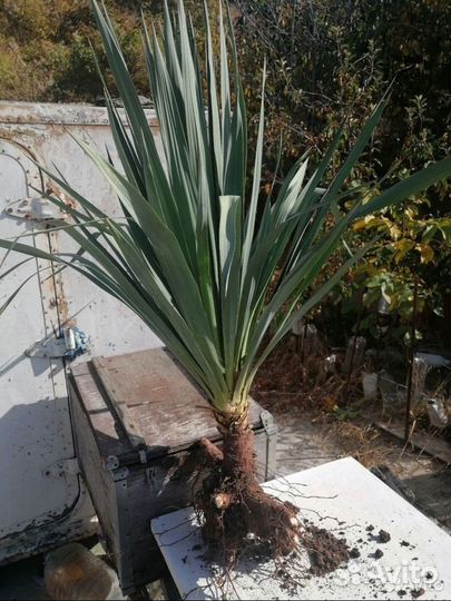 Пальма юкка садовая