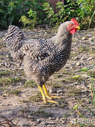 Молодые Петушки