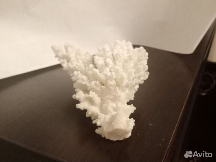 Морские кораллы настоящие