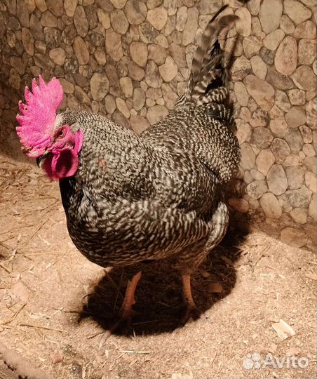 Молодые петухи