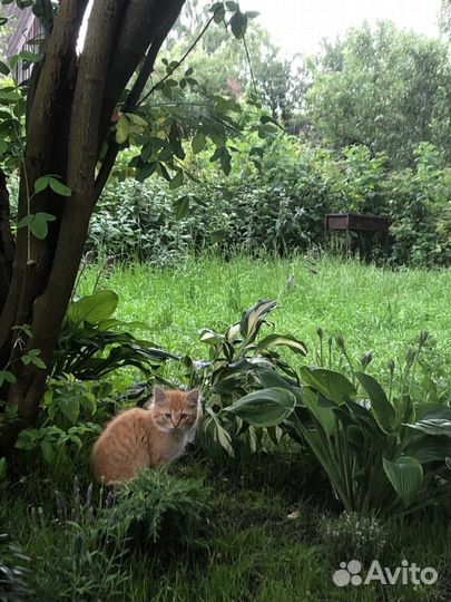 Очаровательные котята в дар