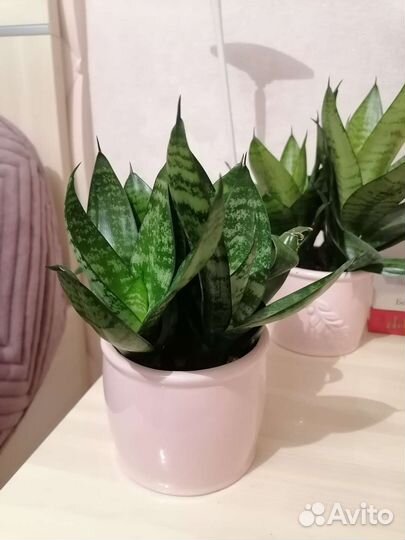 Сансевиерия ханни