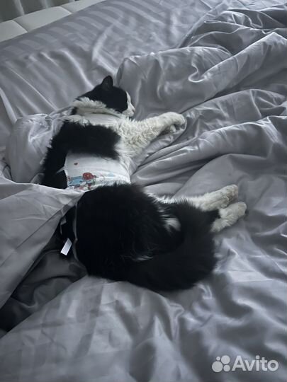 Найдена кошка