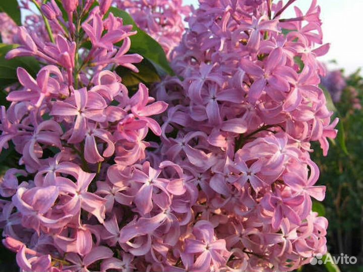 Сирень (саженцы)