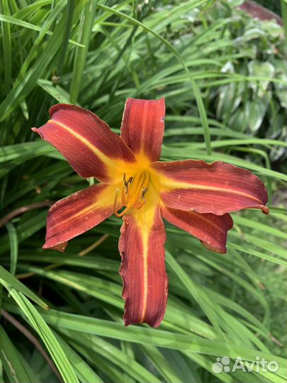 Лилейник сортовой