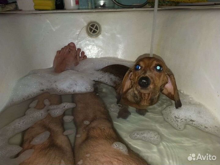 Передержка собачек и котов (кошек)