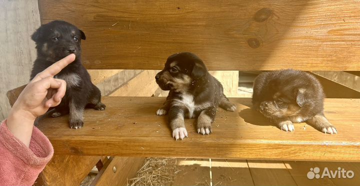 Аусси щенки