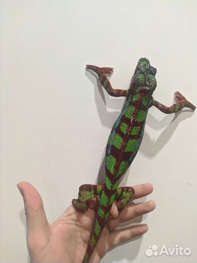 Хамелеоны