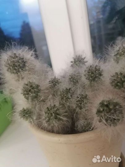 Кактус детки