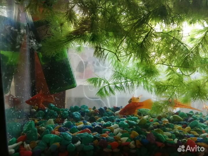 Аквариум с содержимом