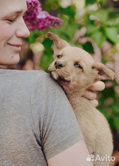 Щенок в добрые руки бесплатно