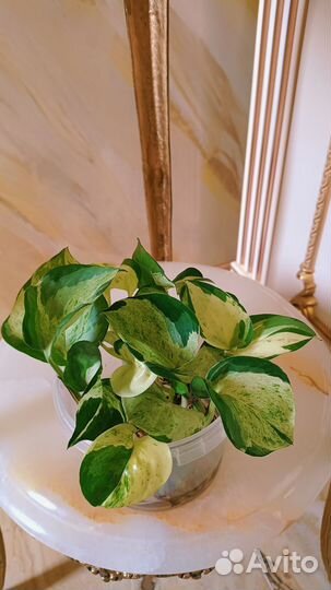 Сциндапсус Зелёное яблоко