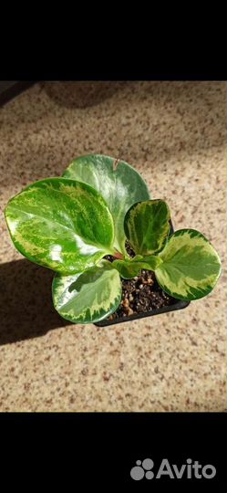 Пеперомии вариегатные, Хойя, Колерии