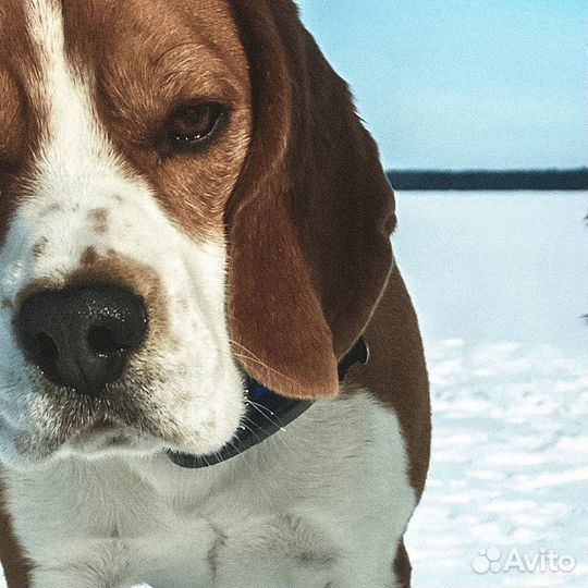 Бигль вязка