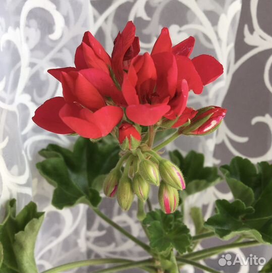 Пеларгония тюльпановидная