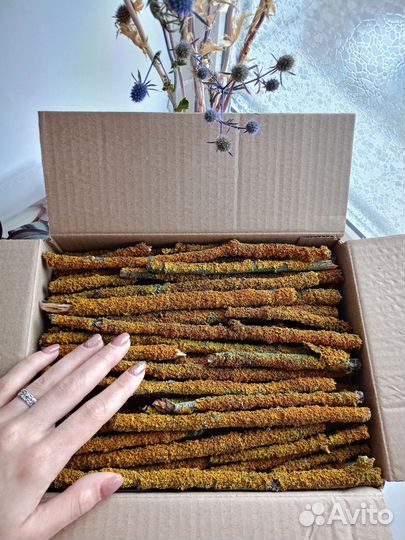 Лишайник Ксантория