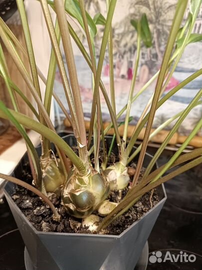 Дримиопсис+кашпо