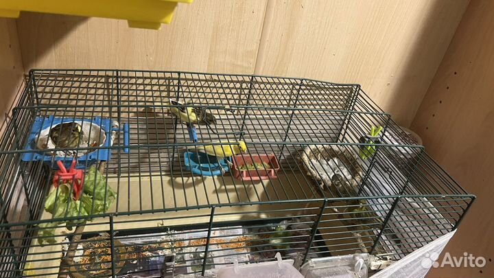 Кенара и канарейки